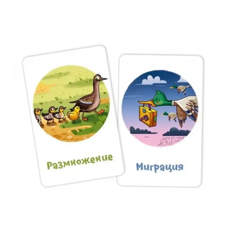 Кругозорник Биология