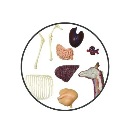 Объемные анатомические модели Об`ємна модель 4D Master Жираф