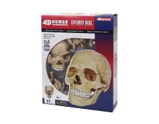 Объемная анатомическая модель 4D Master Череп человека