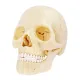 Объемные анатомические модели Объемная анатомическая модель 4D Master Череп человека