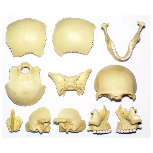 Объемные анатомические модели Объемная анатомическая модель 4D Master Череп человека