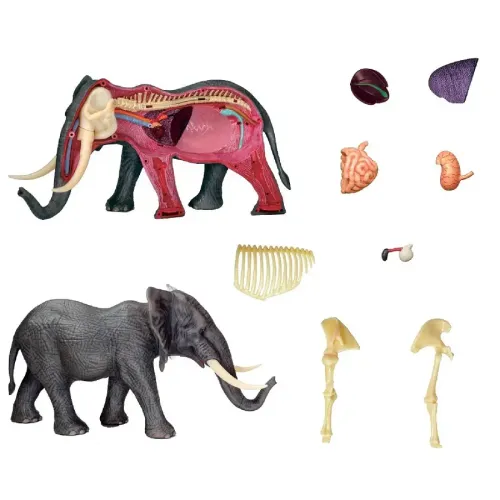 Объемные анатомические модели Об`ємна модель 4D Master Слон