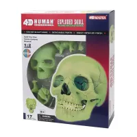 Объемная анатомическая модель 4D Master Череп человека светящийся