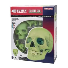 Объемная анатомическая модель 4D Master Череп человека светящийся