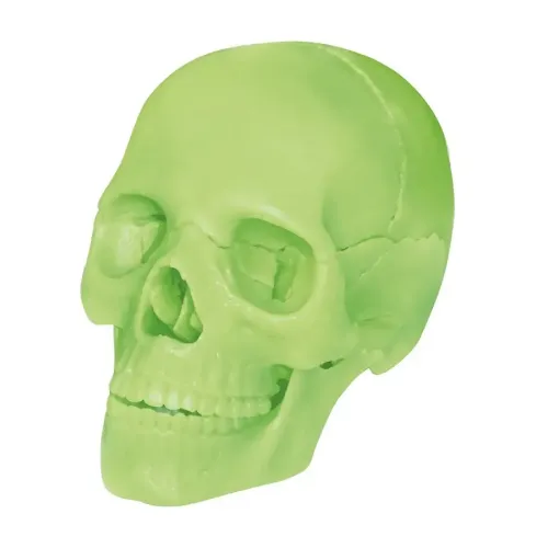 Объемные анатомические модели Объемная анатомическая модель 4D Master Череп человека светящийся