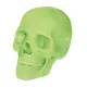 Объемные анатомические модели Объемная анатомическая модель 4D Master Череп человека светящийся