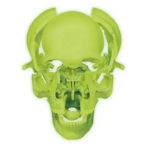 Объемные анатомические модели Объемная анатомическая модель 4D Master Череп человека светящийся