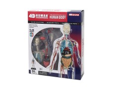 Объемная анатомическая модель 4D Master Тело человека прозрачное