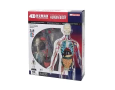 Объемная анатомическая модель 4D Master Тело человека прозрачное
