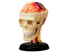 Об`ємна модель 4D Master Черепно-мозкова коробка людини