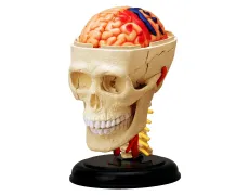 Объемная анатомическая модель 4D Master Черепно-мозговая коробка человека