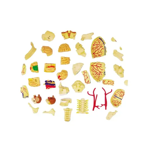 Объемные анатомические модели Объемная анатомическая модель 4D Master Черепно-мозговая коробка человека