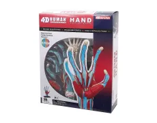 Объемная анатомическая модель 4D Master Рука человека