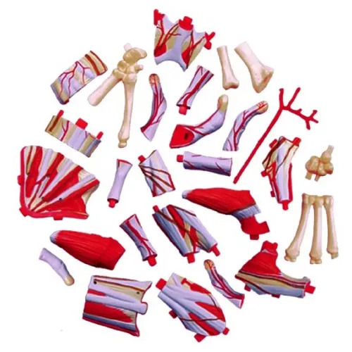 Объемные анатомические модели Объемная анатомическая модель 4D Master Рука человека