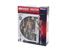 Объемная анатомическая модель 4D Master Скелет человека