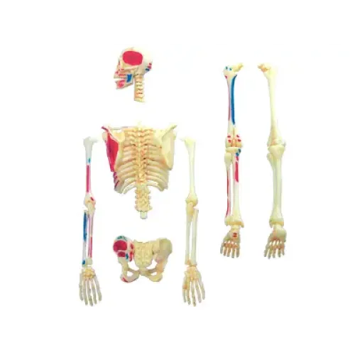 Объемные анатомические модели Объемная анатомическая модель 4D Master Скелет человека