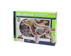 Объемная анатомическая модель 4D Master Собака золотистый ретривер