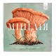 Настільна гра Міцелія (Mycelia) UA