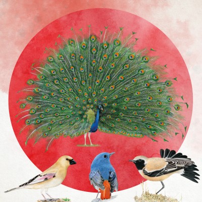 Передзамовлення на "Крила. Птахи Азії"