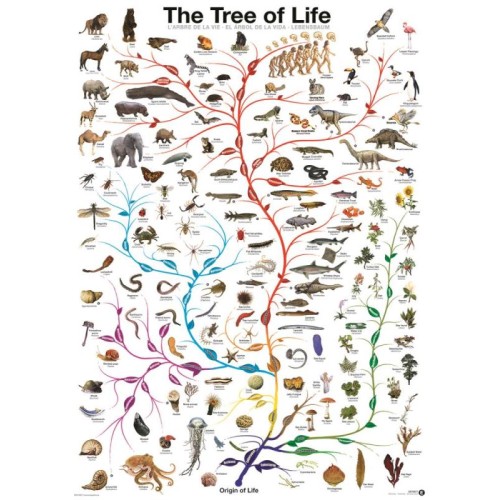 2D Пазли Пазл Eurographics Дерево життя, 1000 елементів