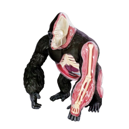 Об'ємні анатомічні моделі Об`ємна модель 4D Master Горила