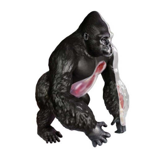 Об'ємні анатомічні моделі Об`ємна модель 4D Master Горила