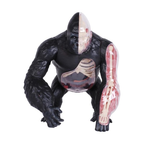 Об'ємні анатомічні моделі Об`ємна модель 4D Master Горила