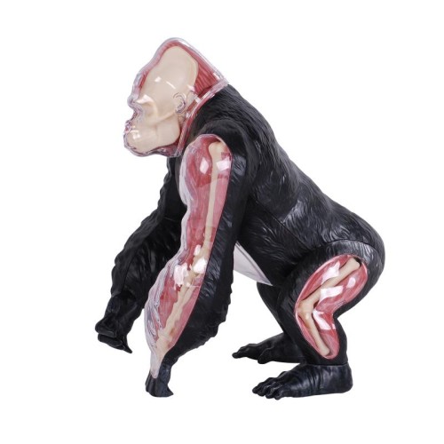 Об'ємні анатомічні моделі Об`ємна модель 4D Master Горила