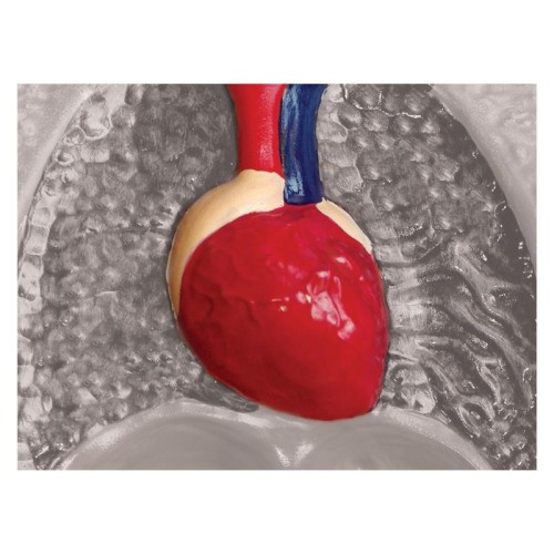 Об'ємні анатомічні моделі Об`ємна модель 4D Master Горила