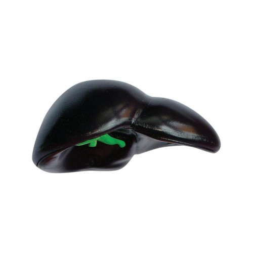 Об'ємні анатомічні моделі Об`ємна модель 4D Master Горила