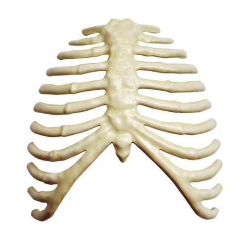 Об'ємні анатомічні моделі Об`ємна модель 4D Master Горила