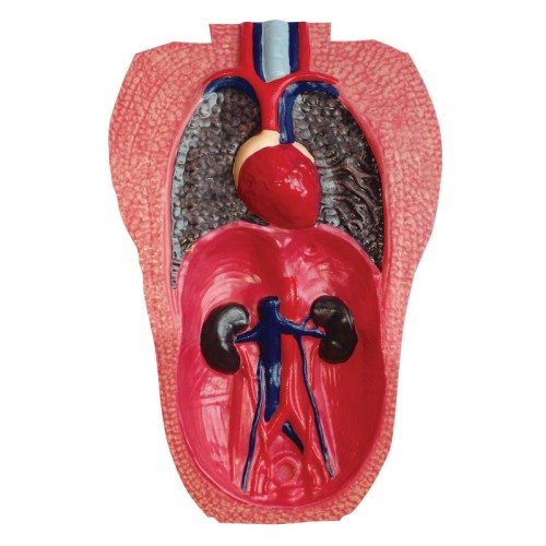 Об'ємні анатомічні моделі Об`ємна модель 4D Master Горила