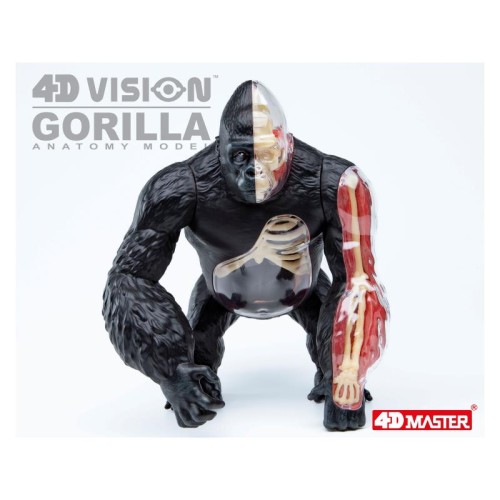 Об'ємні анатомічні моделі Об`ємна модель 4D Master Горила