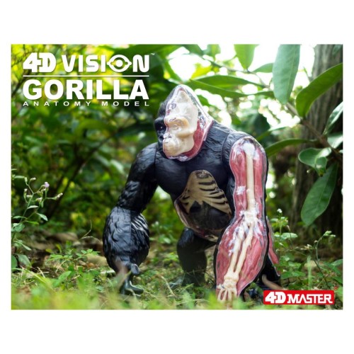 Об'ємні анатомічні моделі Об`ємна модель 4D Master Горила