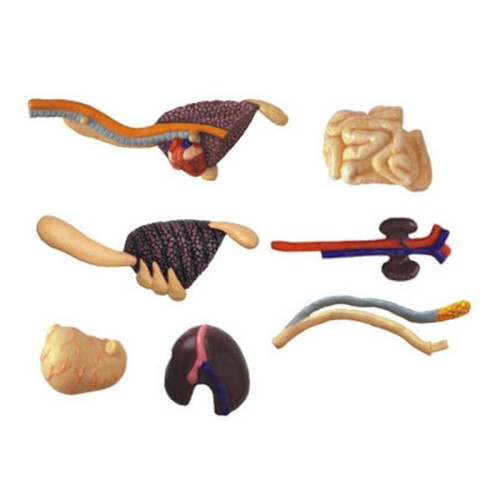 Об'ємні анатомічні моделі Об`ємна модель 4D Master Тиранозавр