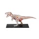 Об'ємні анатомічні моделі Об`ємна модель 4D Master Тиранозавр