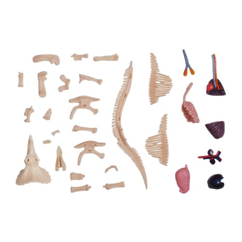 Об'ємні анатомічні моделі Об`ємна модель 4D Master Трицератопс