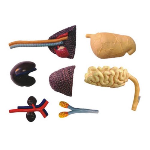 Об'ємні анатомічні моделі Об`ємна модель 4D Master Трицератопс