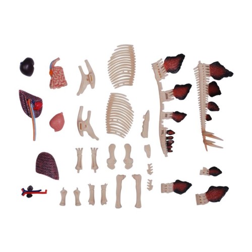 Об'ємні анатомічні моделі Об`ємна модель 4D Master Стегозавр