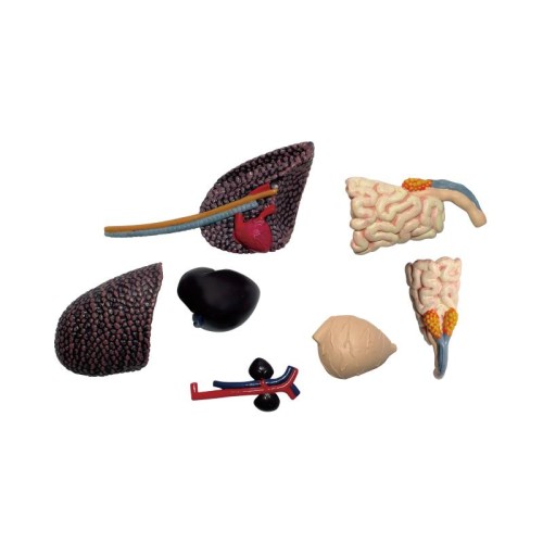 Об'ємні анатомічні моделі Об`ємна модель 4D Master Стегозавр