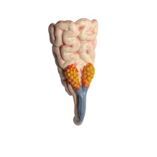 Об'ємні анатомічні моделі Об`ємна модель 4D Master Стегозавр