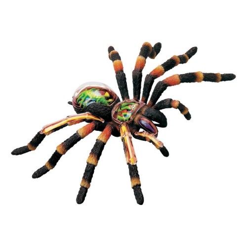 Об'ємні анатомічні моделі Об`ємна модель 4D Master Павук Тарантул
