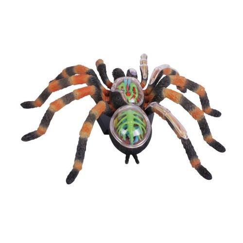 Об'ємні анатомічні моделі Об`ємна модель 4D Master Павук Тарантул