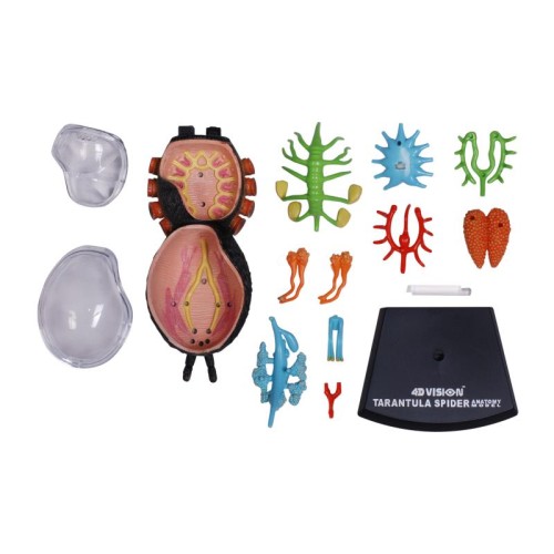 Об'ємні анатомічні моделі Об`ємна модель 4D Master Павук Тарантул