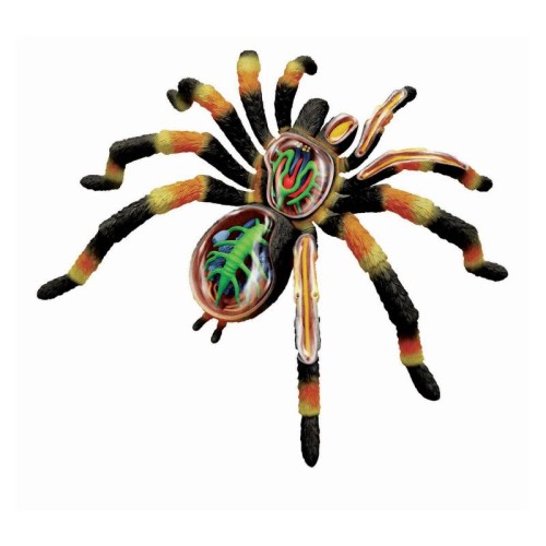 Об'ємні анатомічні моделі Об`ємна модель 4D Master Павук Тарантул