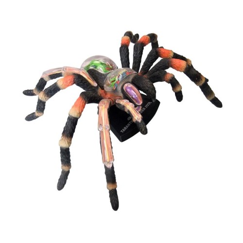 Об'ємні анатомічні моделі Об`ємна модель 4D Master Павук Тарантул