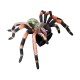 Об'ємні анатомічні моделі Об`ємна модель 4D Master Павук Тарантул