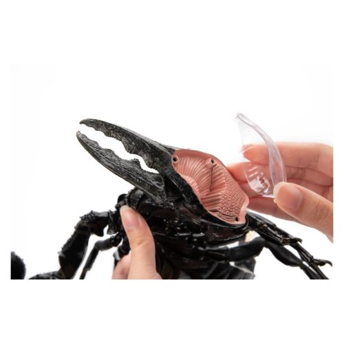 Об'ємні анатомічні моделі Об`ємна модель 4D Master Павук Тарантул