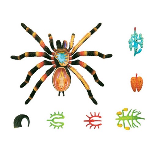 Об'ємні анатомічні моделі Об`ємна модель 4D Master Павук Тарантул