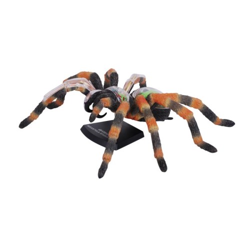 Об'ємні анатомічні моделі Об`ємна модель 4D Master Павук Тарантул